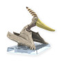 Dinosaure bandai hobby plastic model kit plannosaurus pteranodon Dinosaure bandai hobby plastic model kit plannosaurus pteranodon